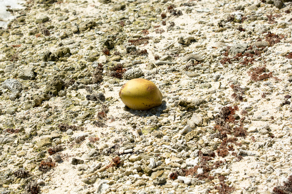 3L9A7083.jpg Iles sous le vent - Maupiti - Copyright : See Otherwise 2012 - 2025